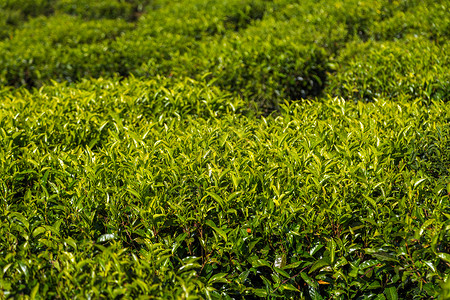 綠茶種植園 自然饋贈(zèng)，匠心臻品