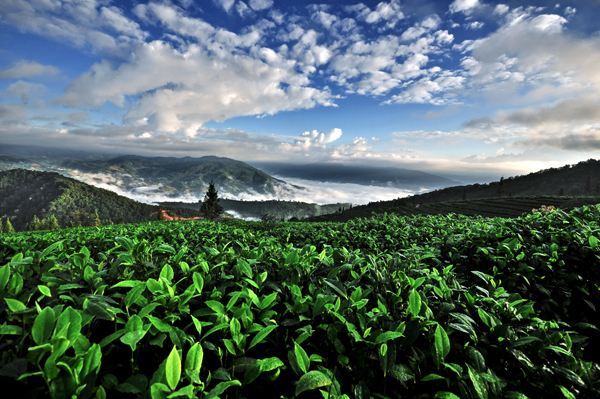 古樹茶 vs 臺(tái)地茶 一杯茶背后的生態(tài)、風(fēng)味與市場選擇