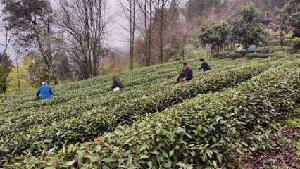 武當(dāng)太子坡 茶香漫山野，農(nóng)場帶富一方人