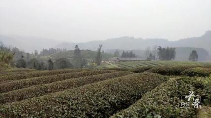 內(nèi)江威遠(yuǎn)萬畝茶園吐新芽 茶農(nóng)采茶迎豐收，農(nóng)副產(chǎn)品銷售新篇章