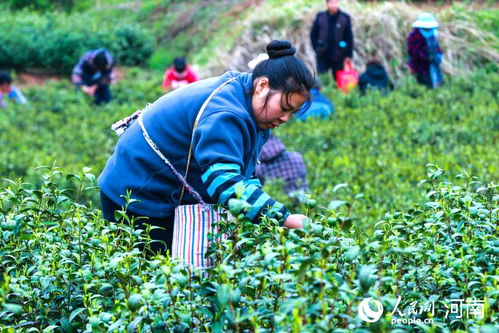 河南光山 綠葉子變“金葉子”，茶葉種植鋪就致富路