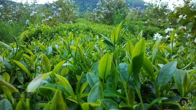 清遠(yuǎn)擎畫茶業(yè)藍(lán)圖 英德紅茶劍指“中國紅茶第一品牌”，百萬畝產(chǎn)區(qū)蓄勢待發(fā)